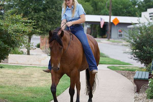 kid-safe-quarter-horse