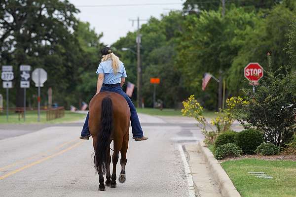 parade-quarter-horse