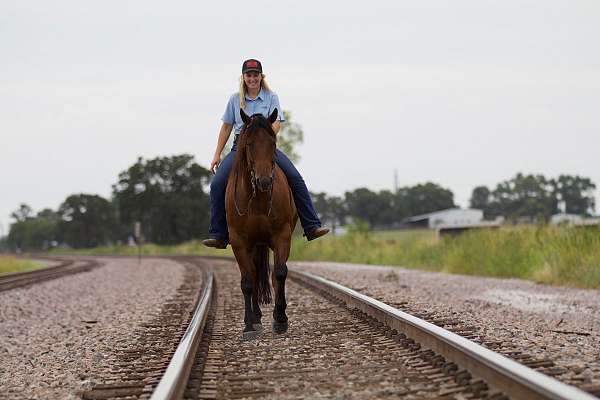 ranch-versatility-quarter-horse