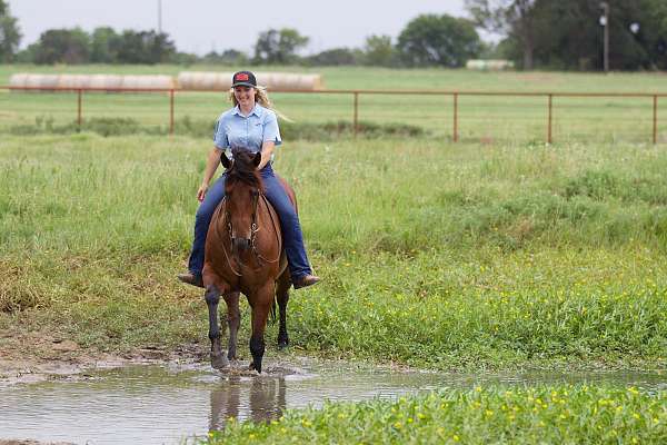 rodeo-quarter-horse