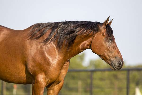 reining-quarter-horse