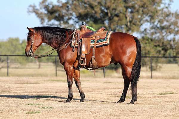 ranch-work-quarter-horse