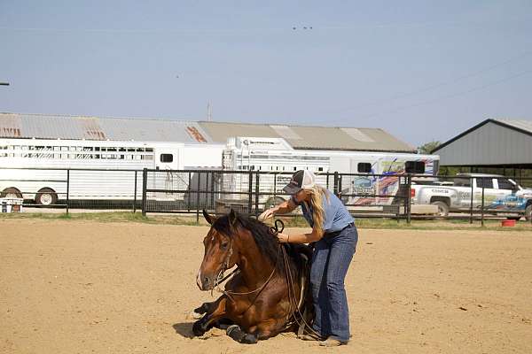 athletic-quarter-horse