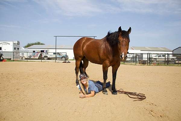 husband-safe-quarter-horse