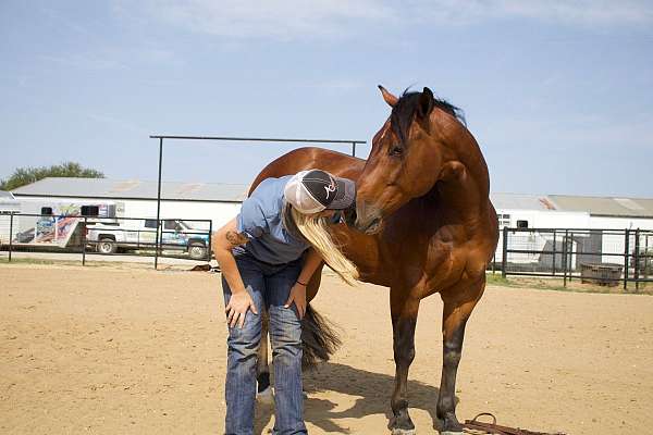 kid-safe-quarter-horse