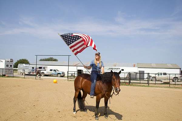 parade-quarter-horse