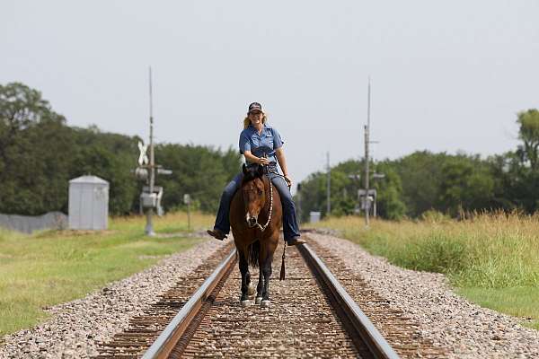 ridden-english-quarter-horse