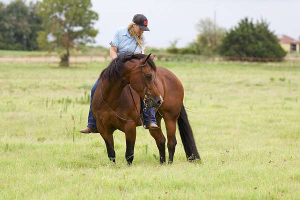 show-quarter-horse