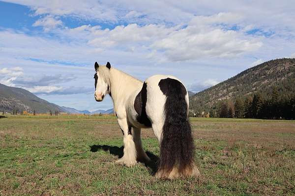 barrel-gypsy-vanner-horse