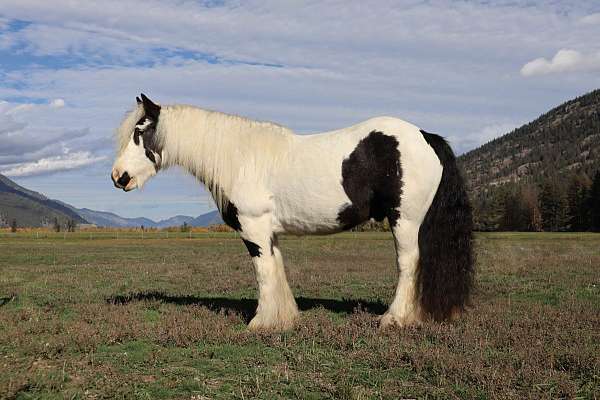 athletic-gypsy-vanner-horse