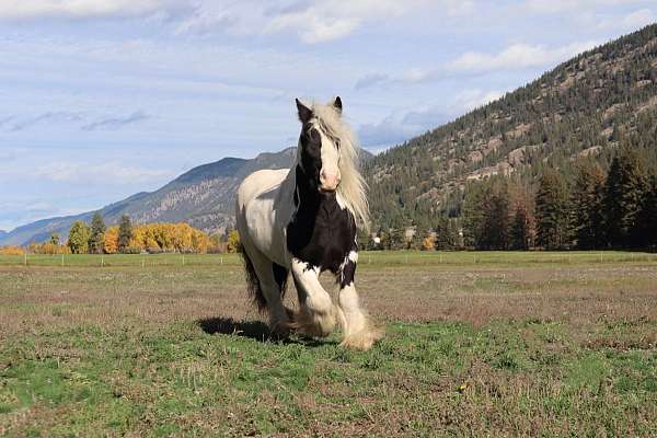 barrel-racing-gypsy-vanner-horse