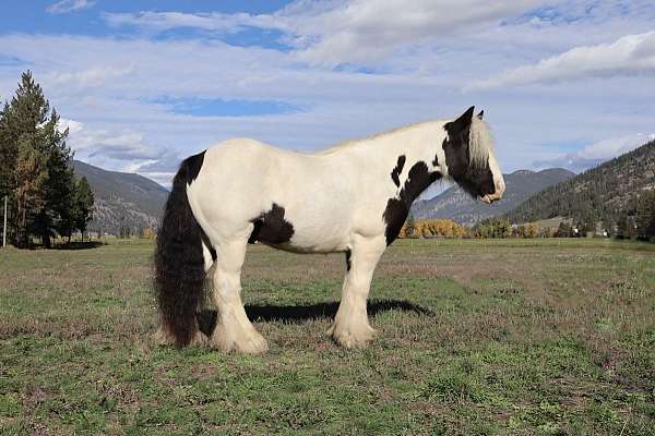 driving-gypsy-vanner-horse