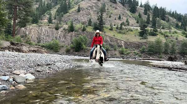 flashy-gypsy-vanner-horse