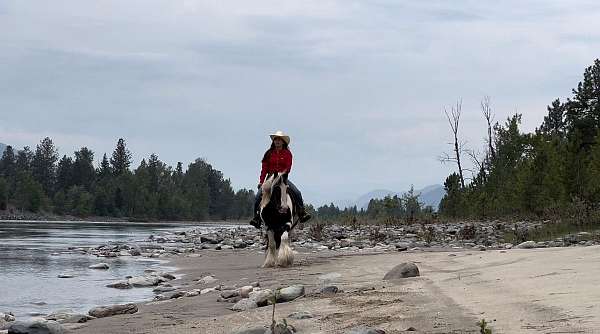 kid-safe-gypsy-vanner-horse