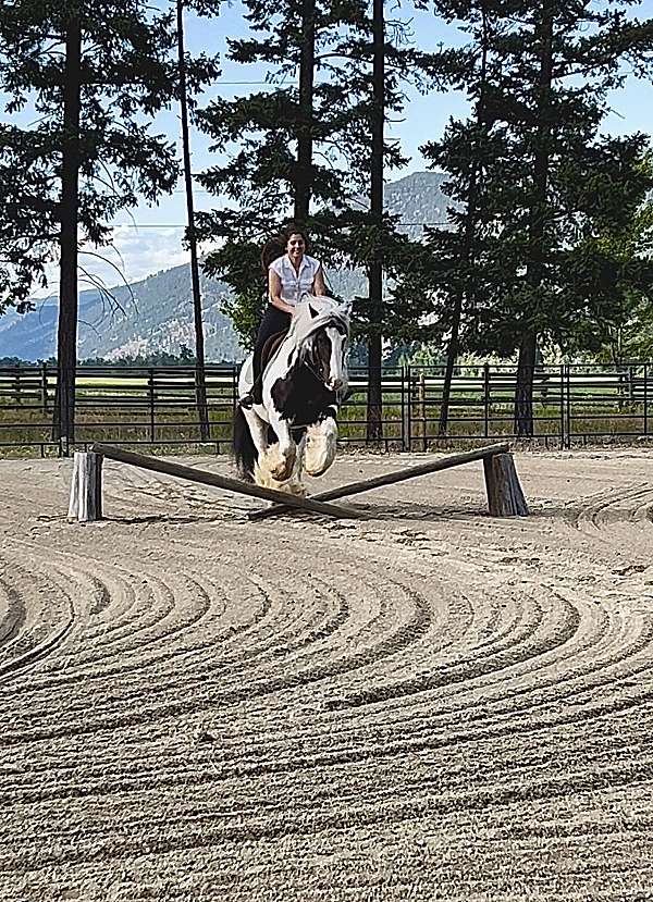 parade-gypsy-vanner-horse