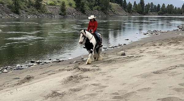 performance-gypsy-vanner-horse