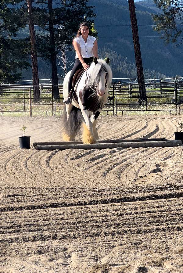 lesson-gypsy-vanner-horse