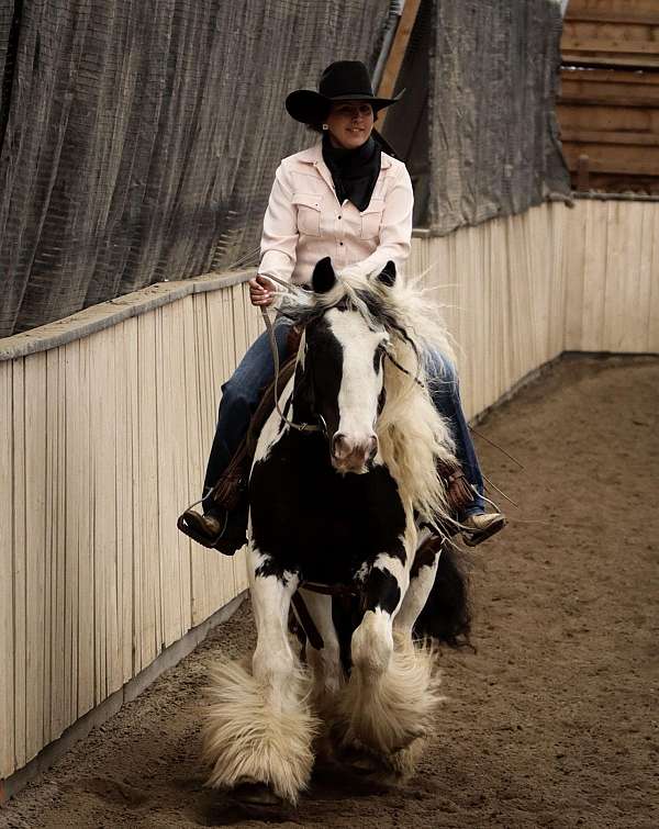 ridden-western-gypsy-vanner-horse