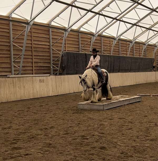 show-gypsy-vanner-horse