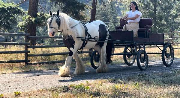 ridden-english-gypsy-vanner-horse