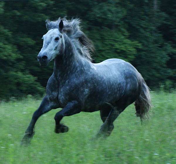 all-around-gypsy-vanner-pony