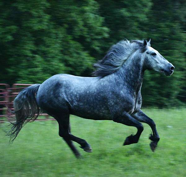 athletic-gypsy-vanner-pony