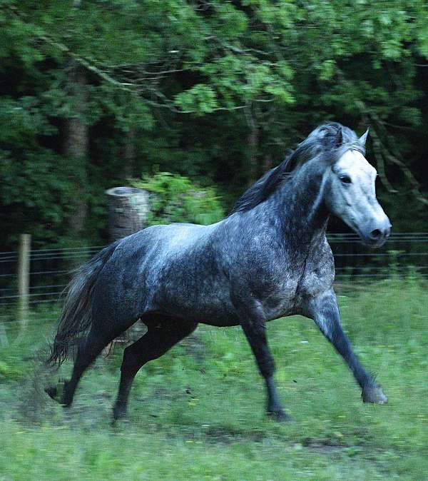 calf-roping-gypsy-vanner-pony