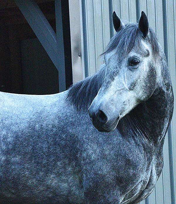 cross-gypsy-vanner-pony