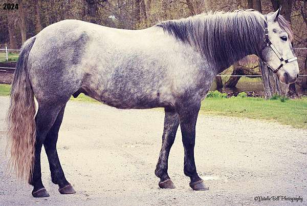 parade-gypsy-vanner-pony