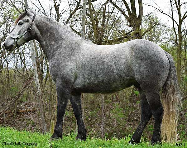 performance-gypsy-vanner-pony