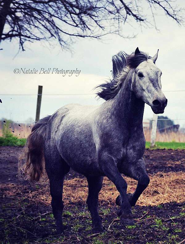 ranch-work-gypsy-vanner-pony