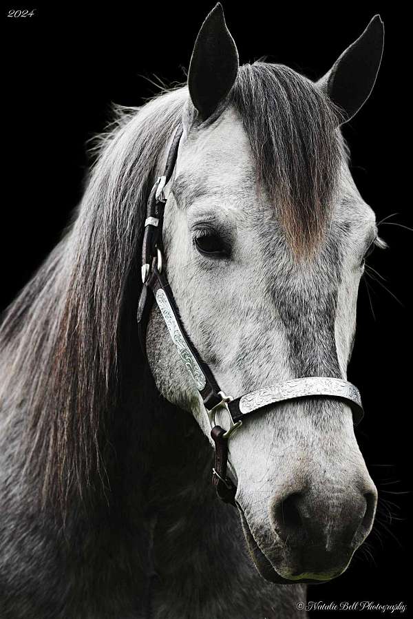 ridden-english-gypsy-vanner-pony