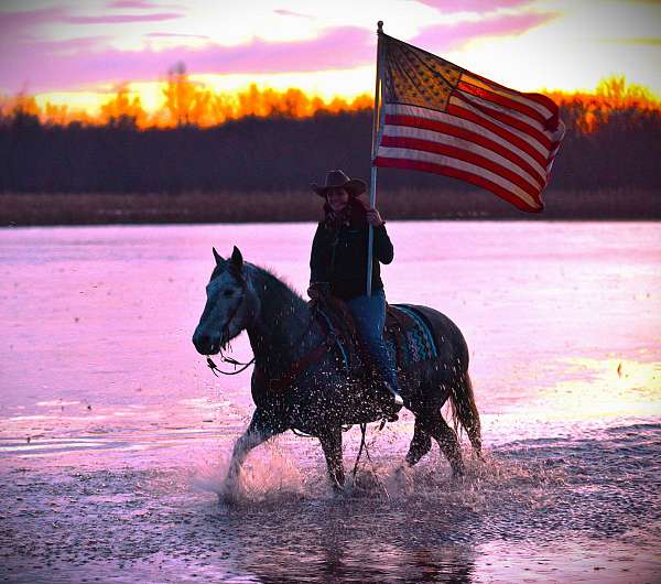 ridden-western-gypsy-vanner-pony