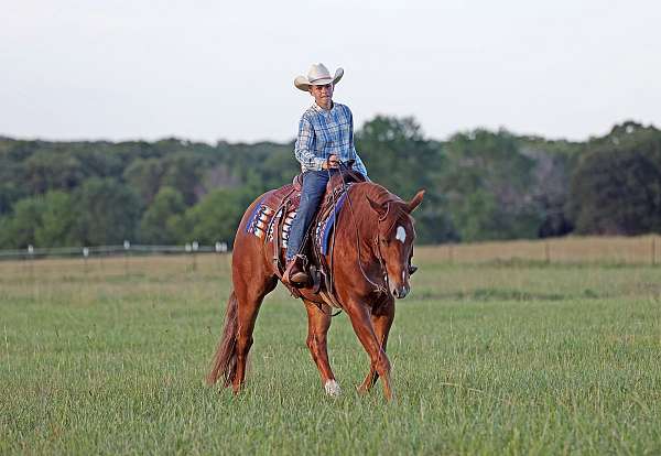 athletic-quarter-horse