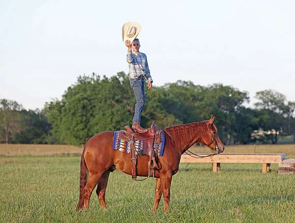 calf-roping-quarter-horse