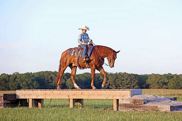 flashy-quarter-horse