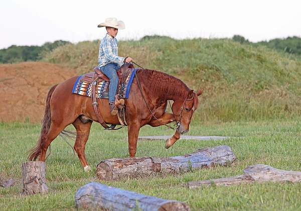 husband-safe-quarter-horse