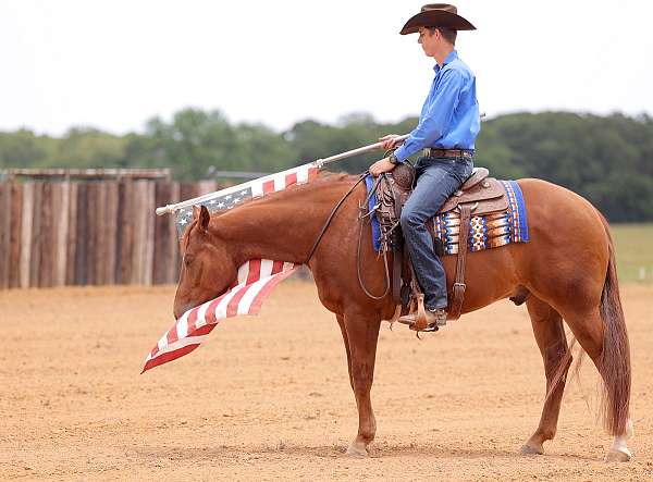 parade-quarter-horse