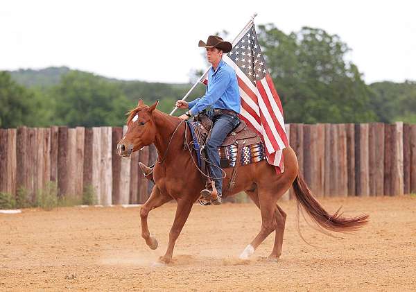 ranch-versatility-quarter-horse