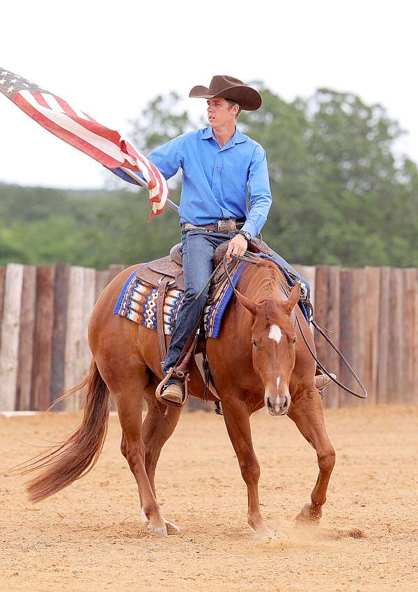 ranch-work-quarter-horse