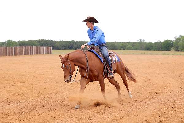 rodeo-quarter-horse