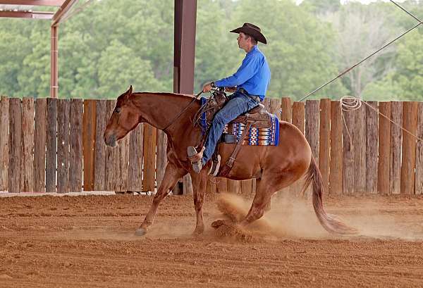 reining-quarter-horse