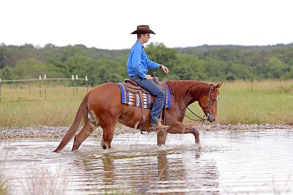 roping-quarter-horse