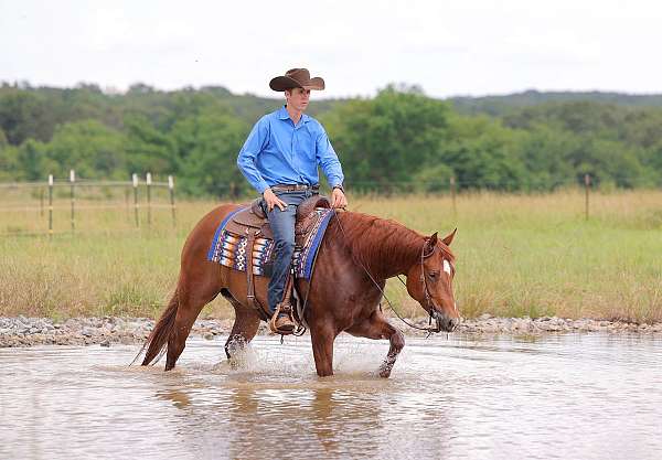 show-quarter-horse