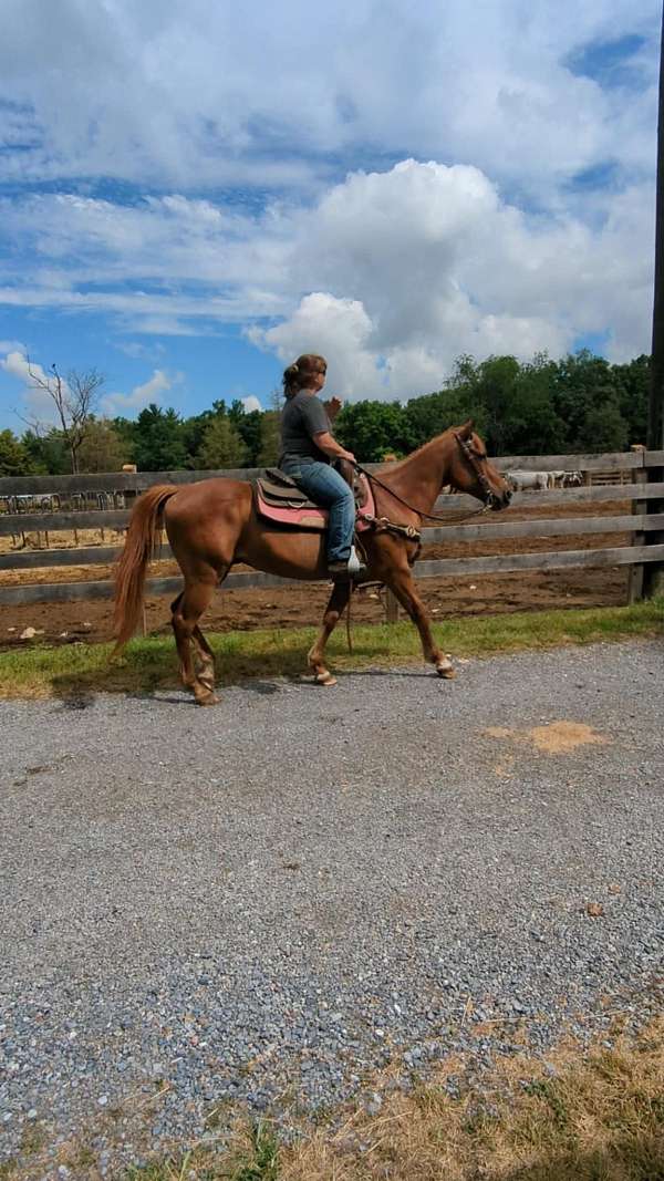 trail-stable-quarter-horse