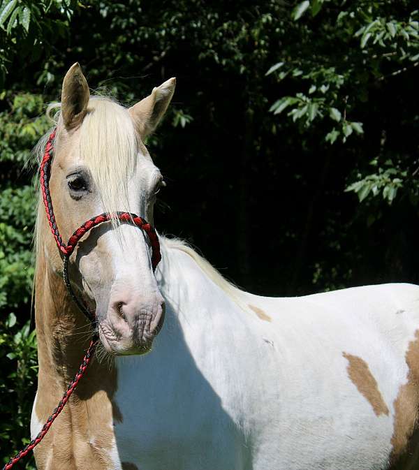 tobiano-horse