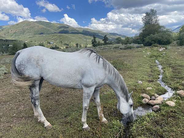 athletic-quarter-horse