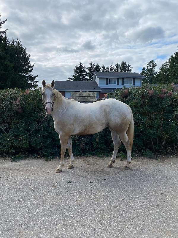 grey-perlino-stallion-horse