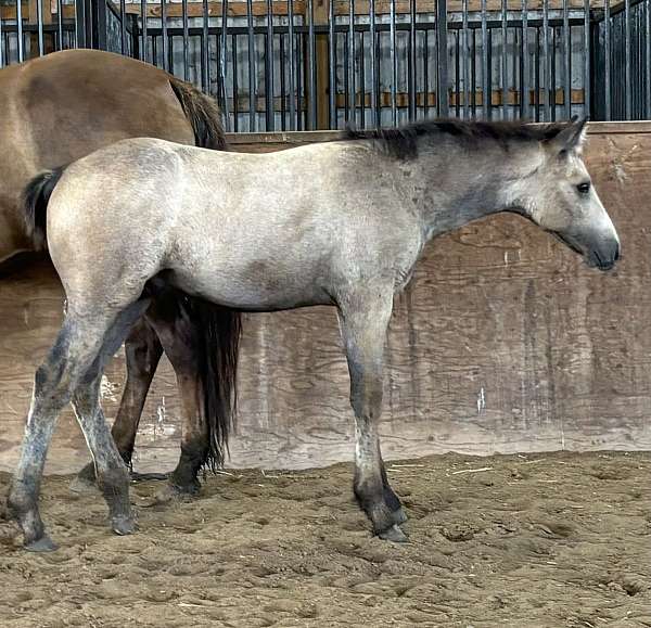 grey-warmblood-weanling