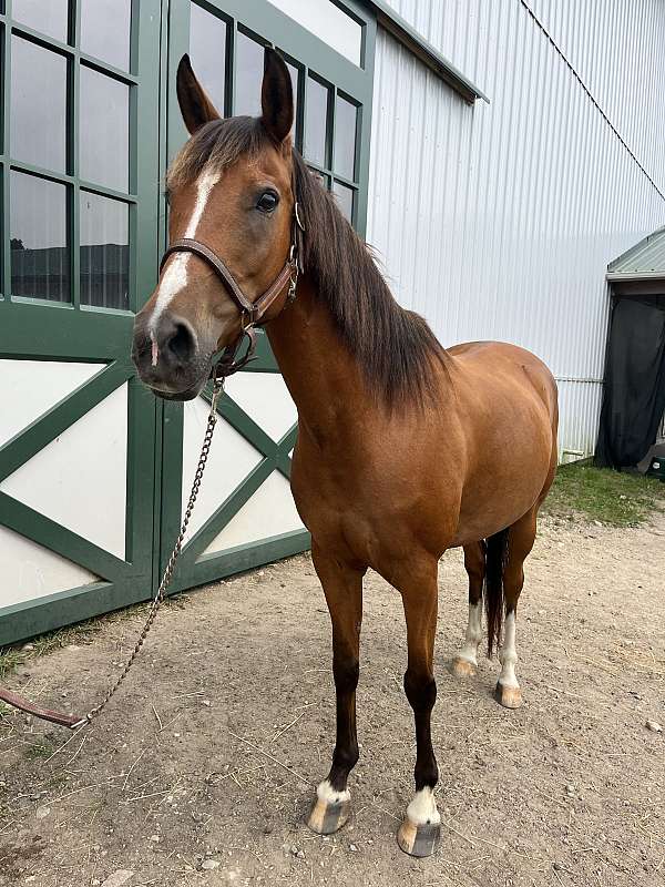 all-around-arabian-horse